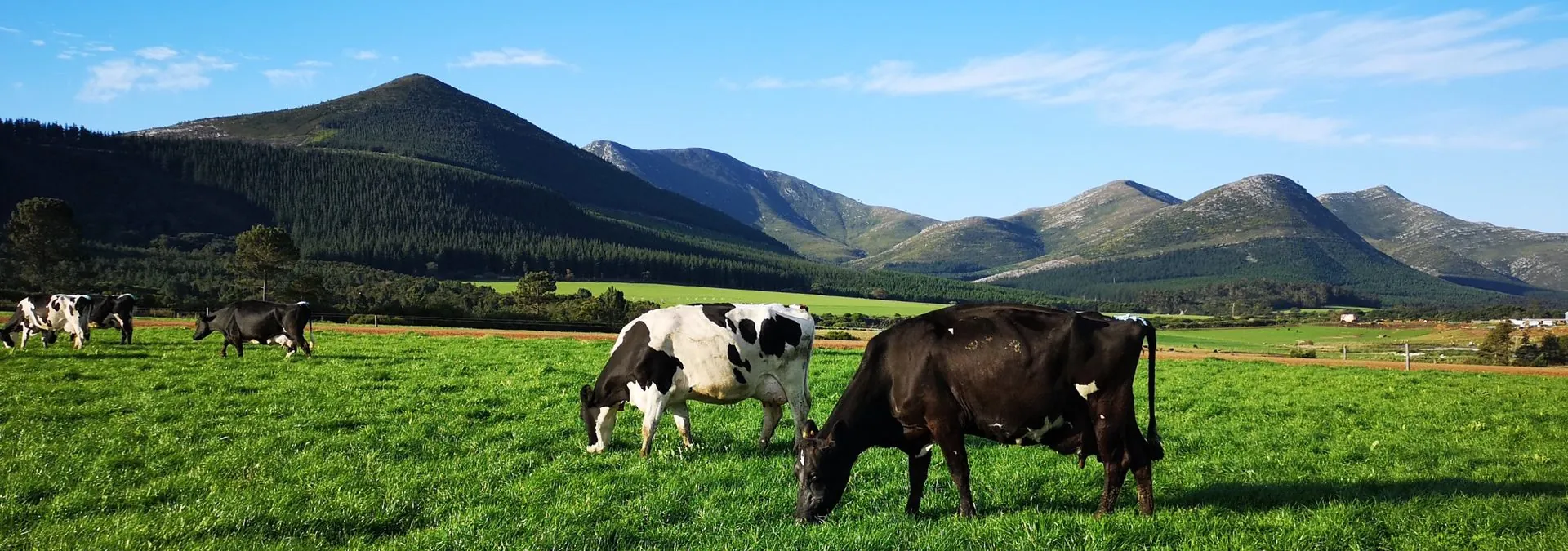 Dairy cows grazing on green pasture below mountains
