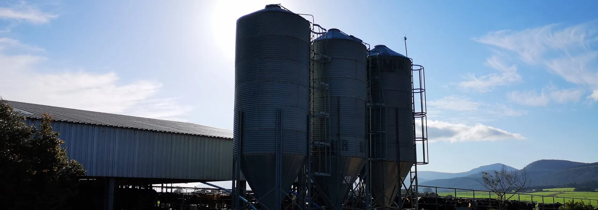 Feed silos and dairy sheds under a blue sky