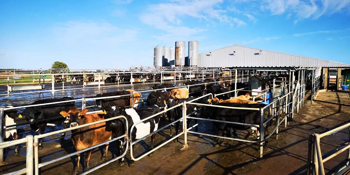 Dairy cows in a holding pen with feed silos behind