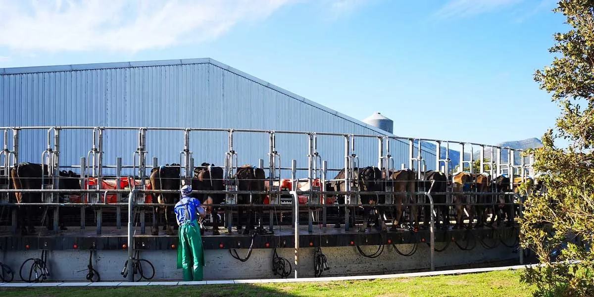 Cows in a rotary milking parlour with a farm worker